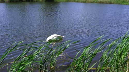 A Lonely Swan On The Lake In The Park