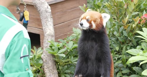 Roter Panda isst Bambusbaum im Zoo
