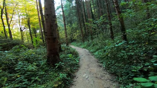 First person view of hiking down a wooded trail