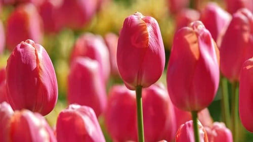 Blooming Tulips in Flower Garden