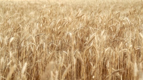 Wheat Field