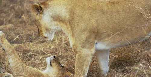 Lion walking by its cubs