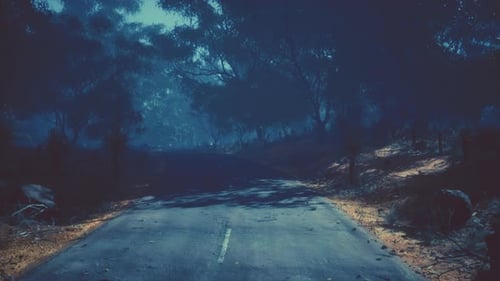 Asphalt Road Through the Deep Forest