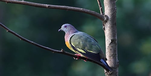 Pink Necked Green Pigeon 2