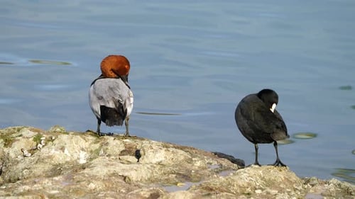 Common Pochard And Eurasian Coot