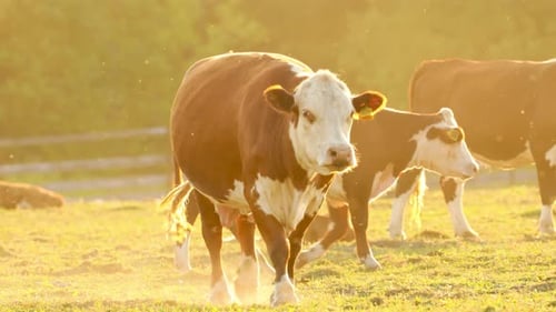 Cows Grazing in Golden Sunlight on Rural Farm