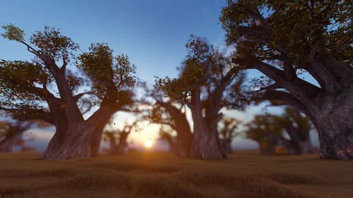 Coucher de soleil avec baobab et feuilles tombantes