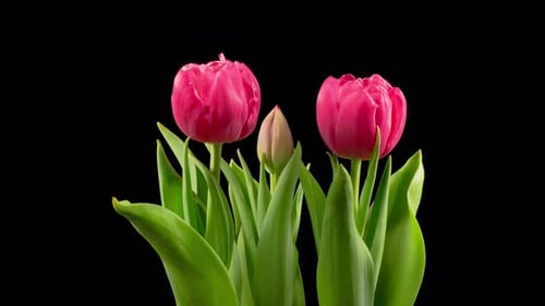 Pink Tulips Blooming in Time Lapse on Black