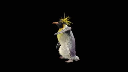 Baile de pingüinos HD