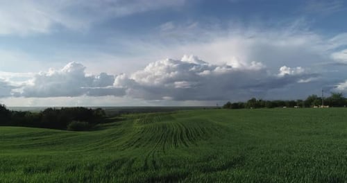 Beautiful Wheat Field Landscape With Rows.