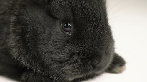 Little Rabbit or Bunny Close Up