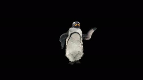 Penguin Dancing 4K