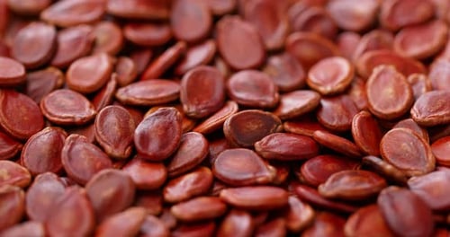 Red dry watermelon seed