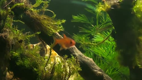 Konzept 13-A1 Ansicht von kleinen Fischen im Aquarium