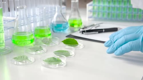 Close - a Gloved Researcher's Hands Drip a Genetic Preparation Onto Green Leaves in Petri Dishes.