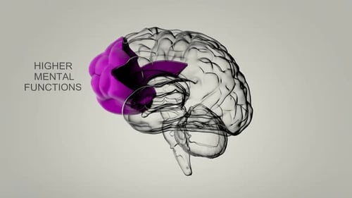3D Animated Human Brain Anatomy and Functional Regions