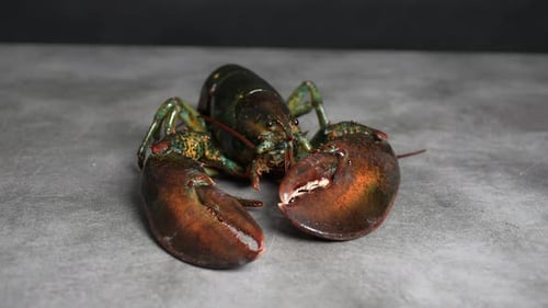 Lobster 27