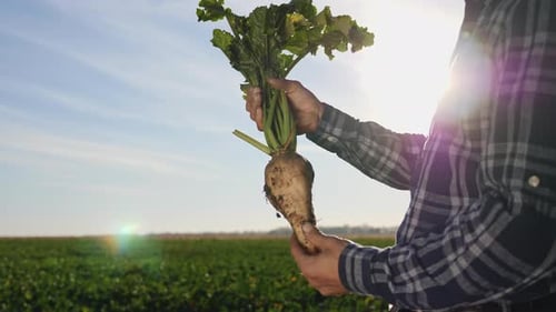 The Cultivation of Sugar Beet