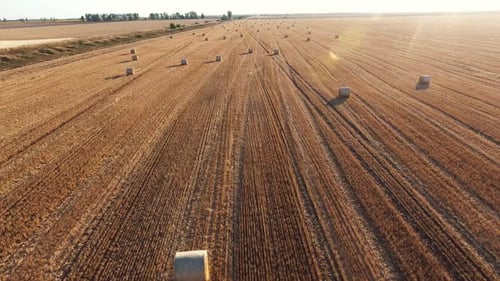 Aerial Shot of an Arty Wheat Field with a Lot of Large Rolls of Straw in Summer