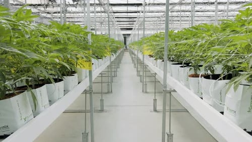 Rows of Green Plants Growing in a Greenhouse