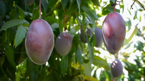 Mangoes in Tree