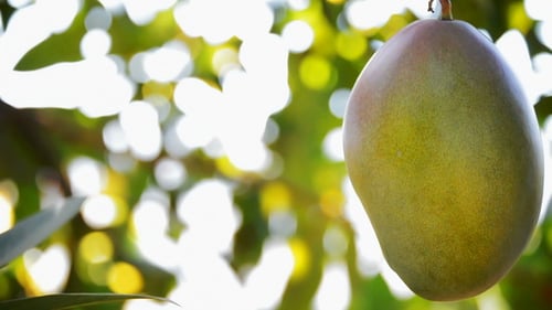 Mango Fruit in Tree 2
