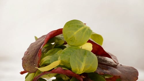 Mountain of Fresh Salad Leaves