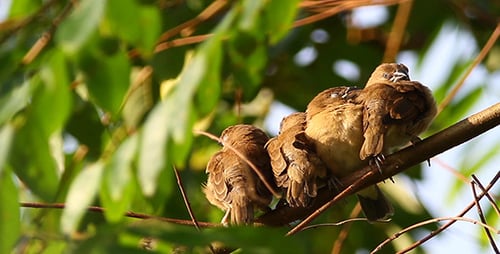 Sleepy Birds With Sound