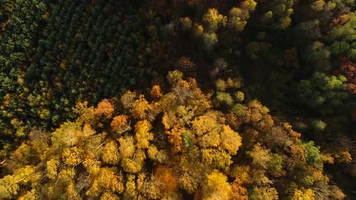 Aerial View of Autumn Forest