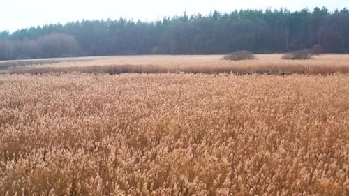 Windy Reeds Field Swaying with Forest Background