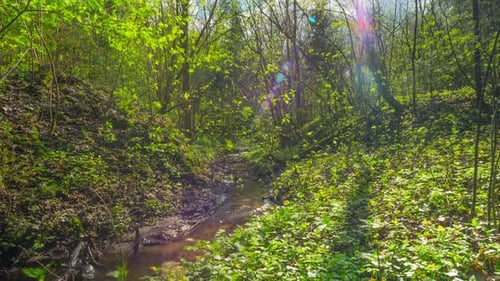 Spring Brook