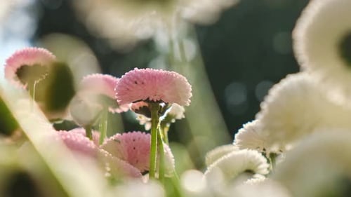 Flowerbed of Beautiful Colorful Flowers on Green Lawn Background