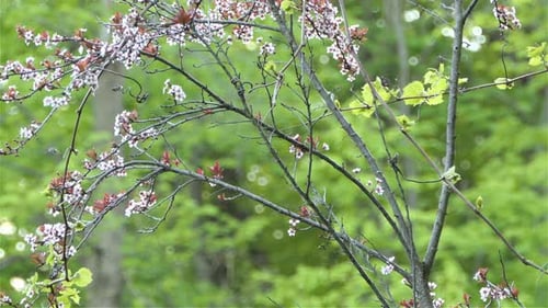 Sparrow On Branch Of Plum Blossom Tree. static