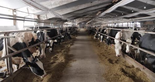 Breeding Cattle On The Farm. Feed Cattle With Special Food