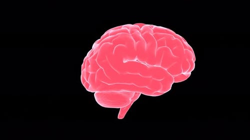 Human brain. Pink 3D model of human organ on black background.