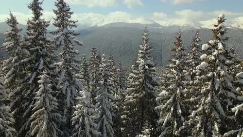 Aerial view of tall pine trees covered with fresh fallen snow in winter mountain forest on cold