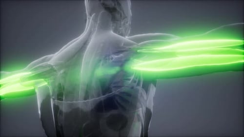 3D Human Arm Muscles Anatomy Highlight Scientific Animation