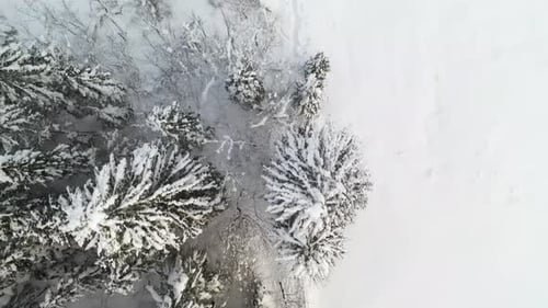 Aerial View of Snow Covered Forest and River