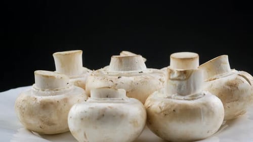 Champignons, close up