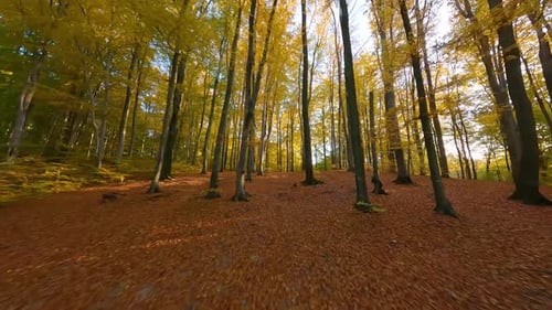 Smooth Flight Between Trees in a Fabulous Autumn Forest at Sunset