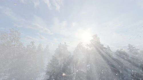 Schneebedeckter Baum unter Sonnenlicht