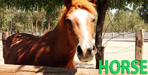 Horse