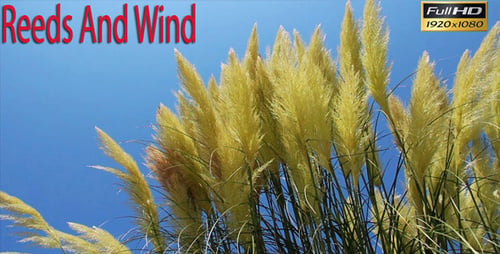 Pampas Grass Blowing in the Wind on Sunny Day