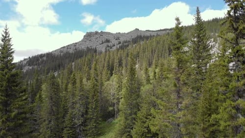 Montagne de conifères avec pierres