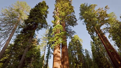 Giant Sequoia trees in Kings Canyon National Park