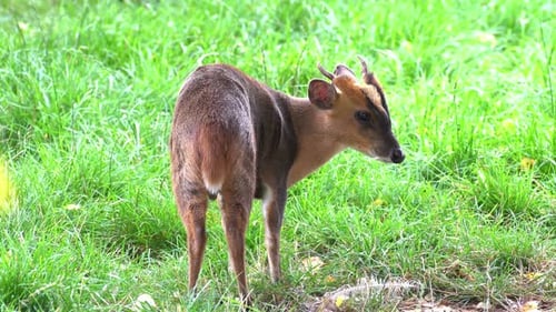 Small Deer Standing in Green Grassy Meadow