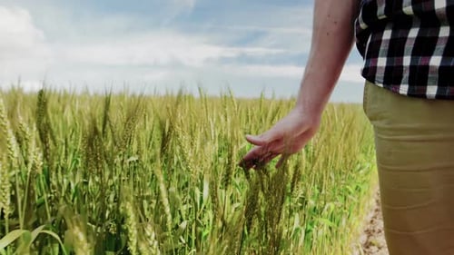 Close-up of man touching wheat crops in field