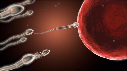 3D Animation of Sperm Fertilizing an Egg