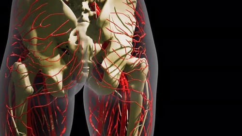 Science Anatomy of Human Blood Vessels