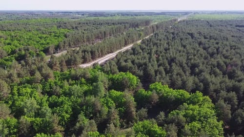 Vista aérea del paisaje del bosque verde